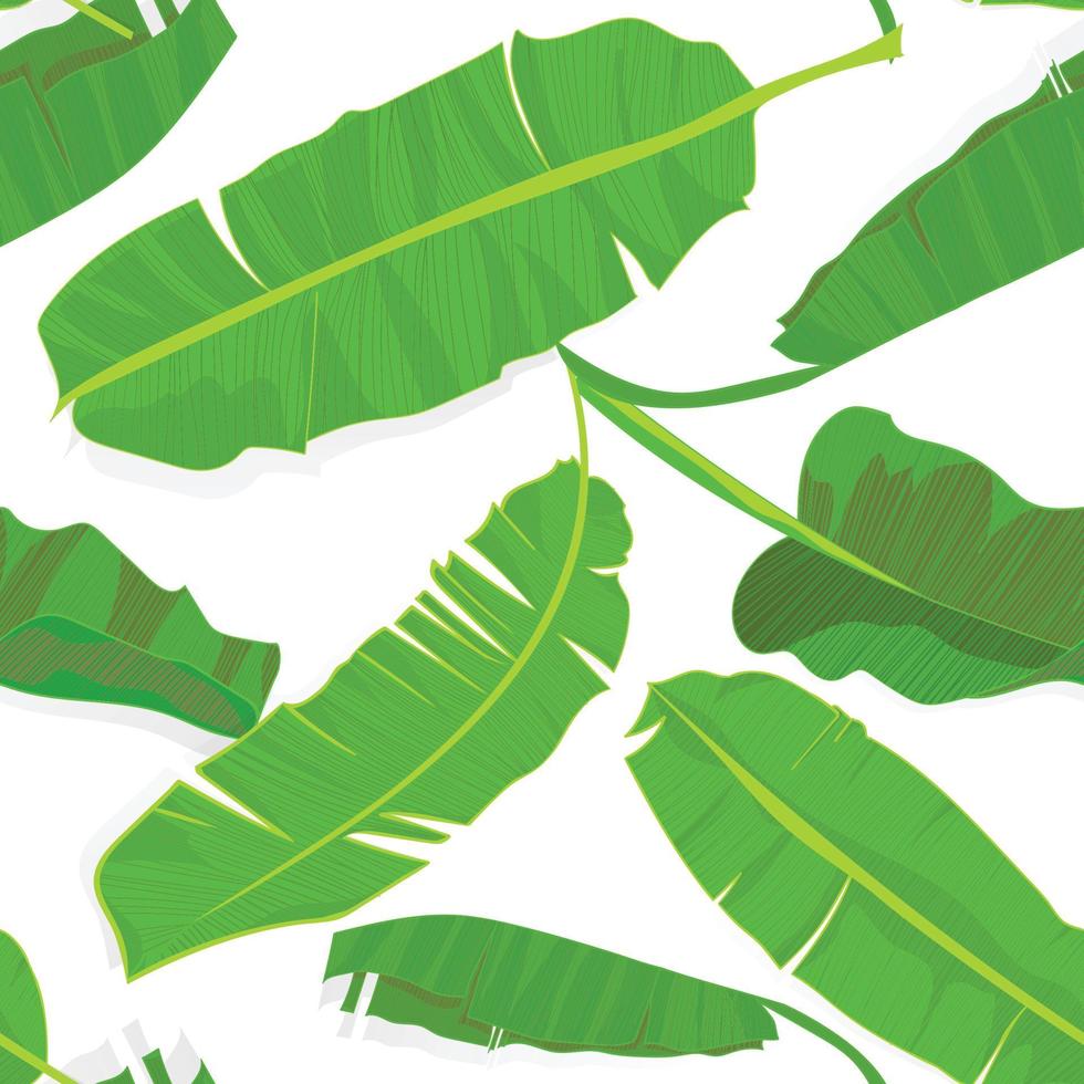 Seamless hand drawn tropical pattern with palm banana leaves, jungle exotic leaf on white background vector