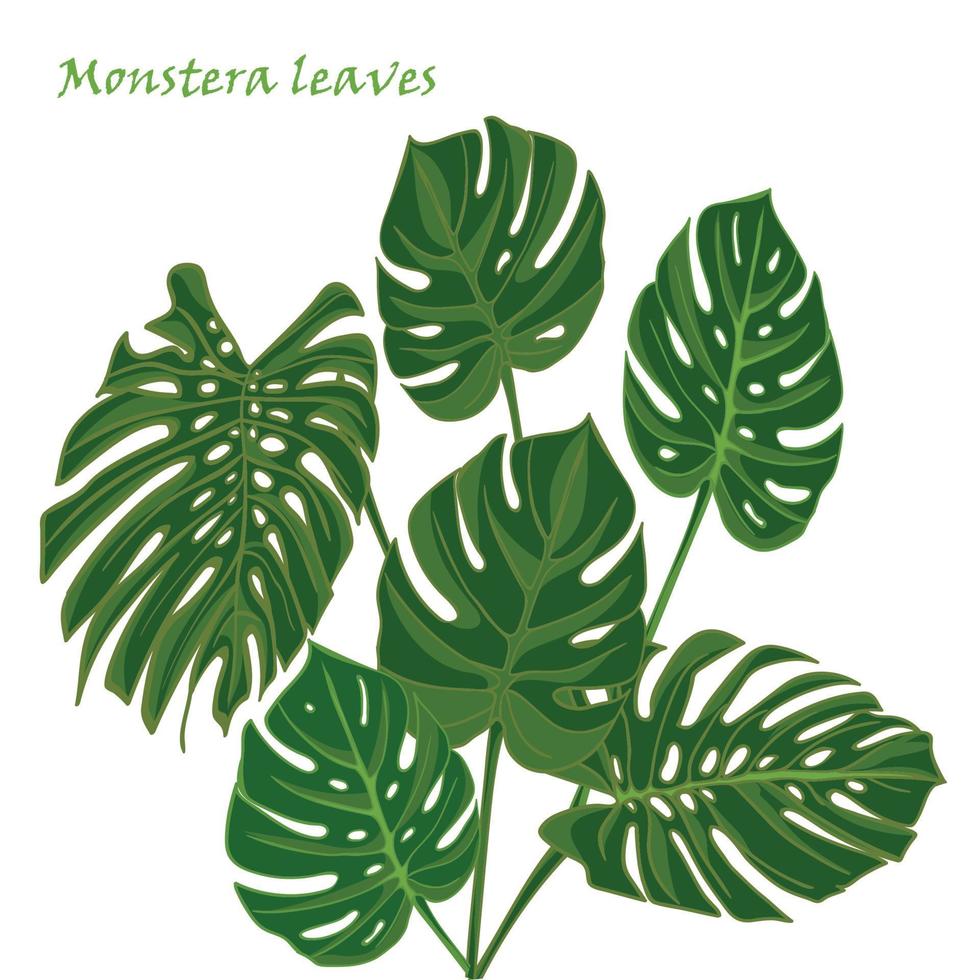 Set tropical monstera leaves. realistic drawing in flat color style. isolated on white background. vector