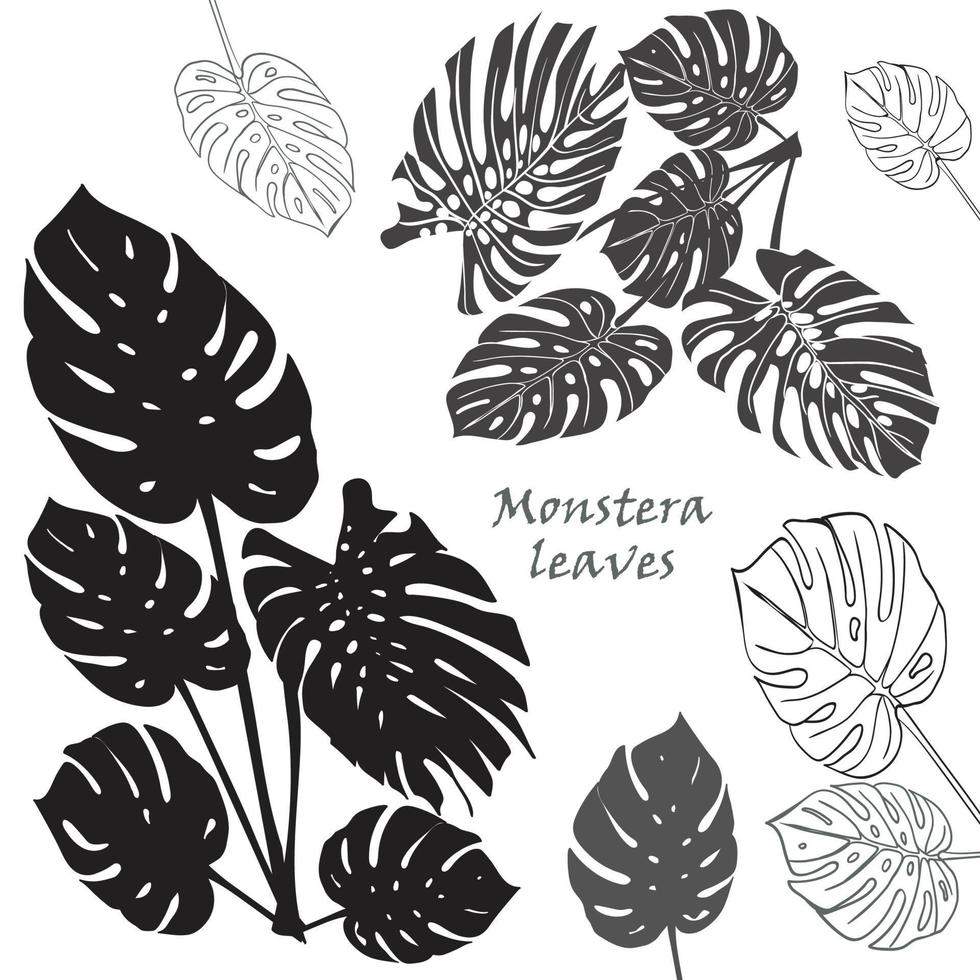 Silhouette tropical monstera leaves. Black isolated on white background vector