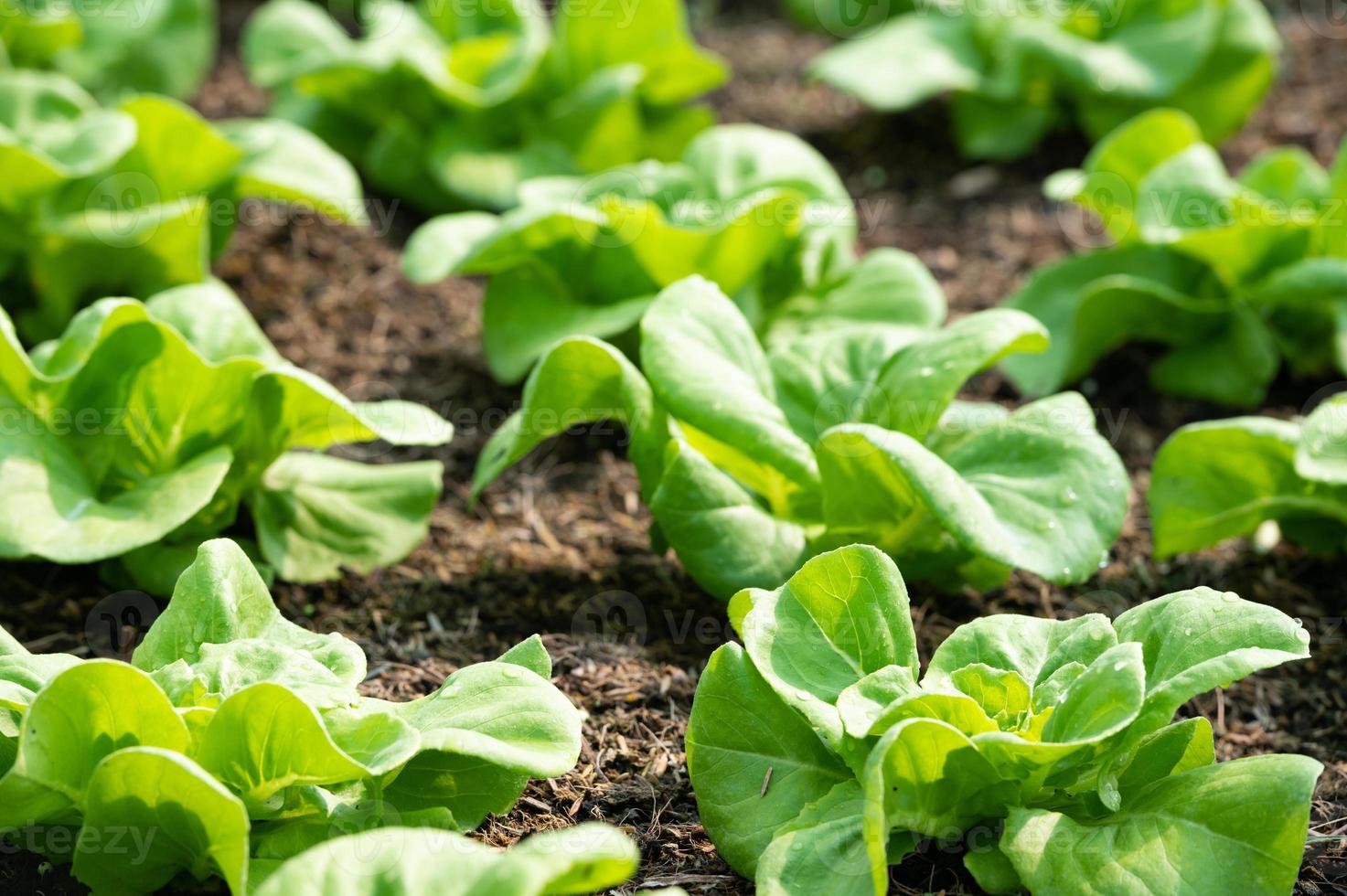 orgánico hidropónico vegetal cultivo granja. lechuga cultivos creciente foto