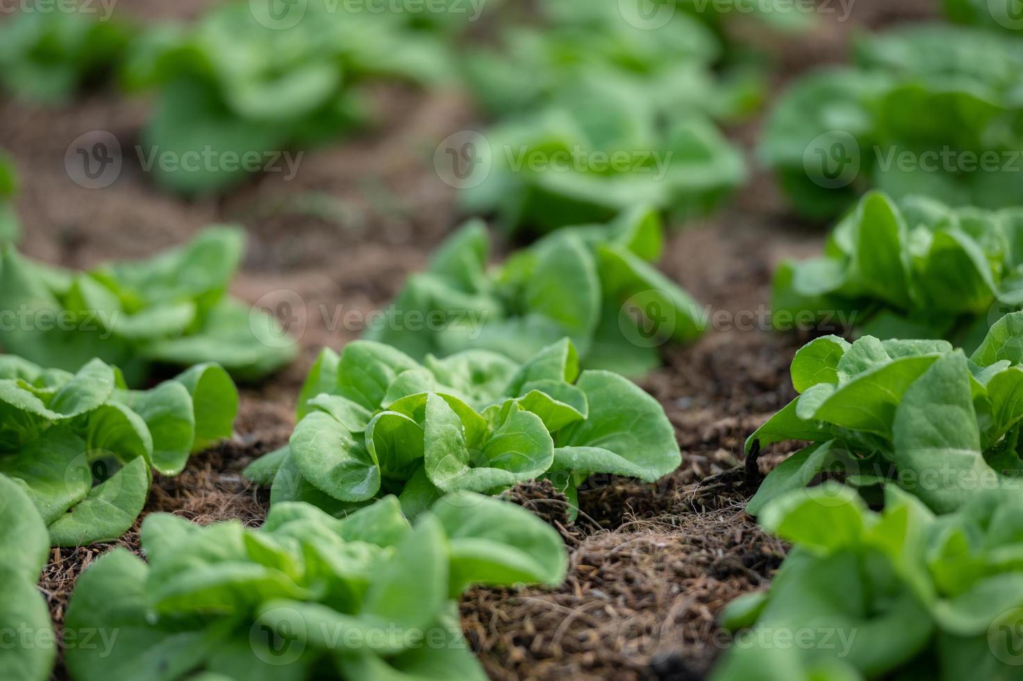 orgánico hidropónico vegetal cultivo granja. lechuga cultivos creciente foto