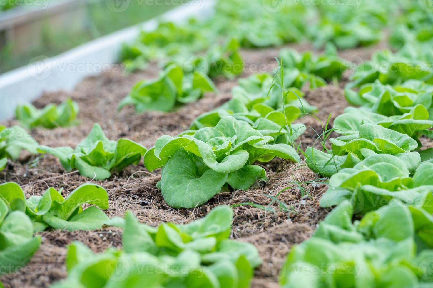 Organic hydroponic vegetable cultivation farm. lettuce crops growing photo