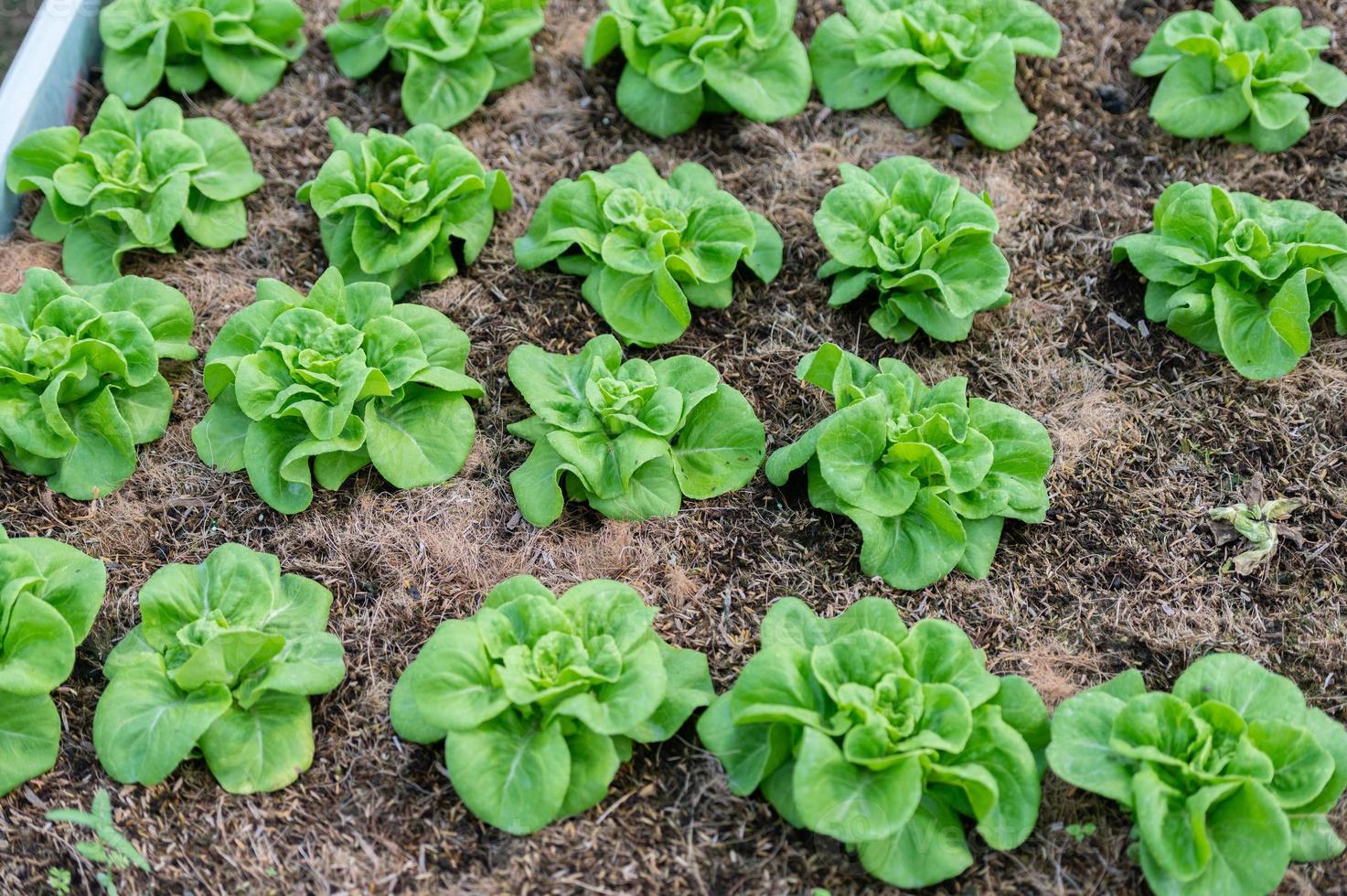 orgánico hidropónico vegetal cultivo granja. lechuga cultivos creciente foto