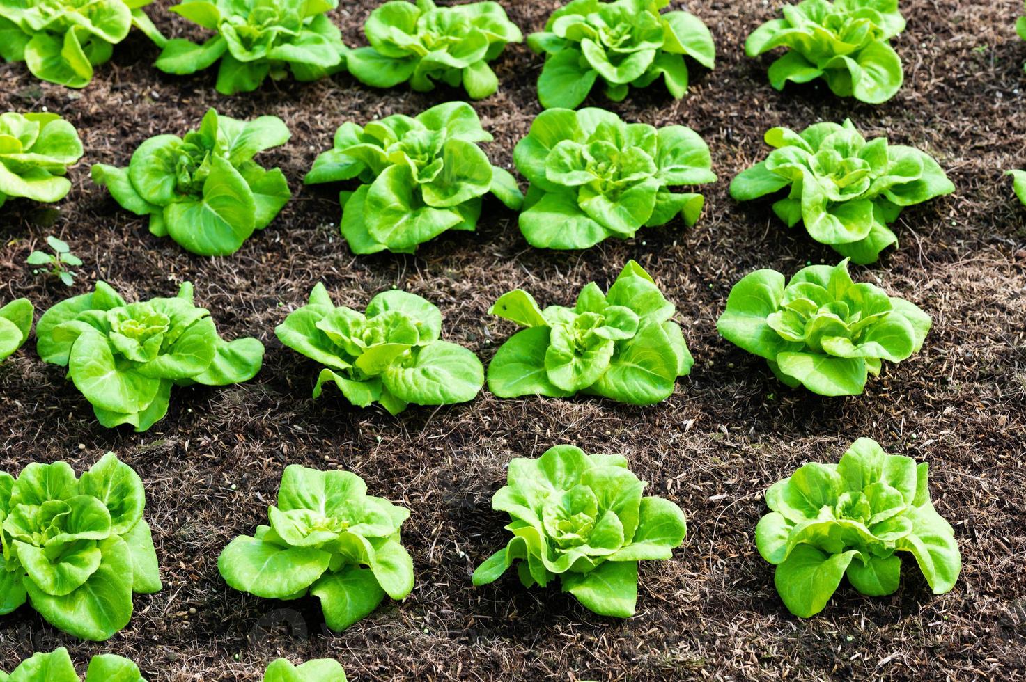 Organic hydroponic vegetable cultivation farm. lettuce crops growing photo