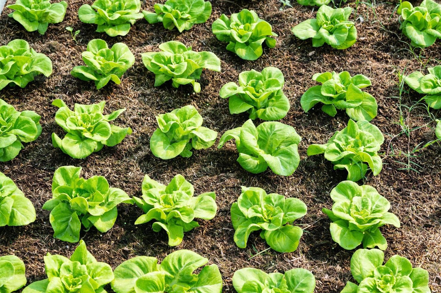 Organic hydroponic vegetable cultivation farm. lettuce crops growing photo