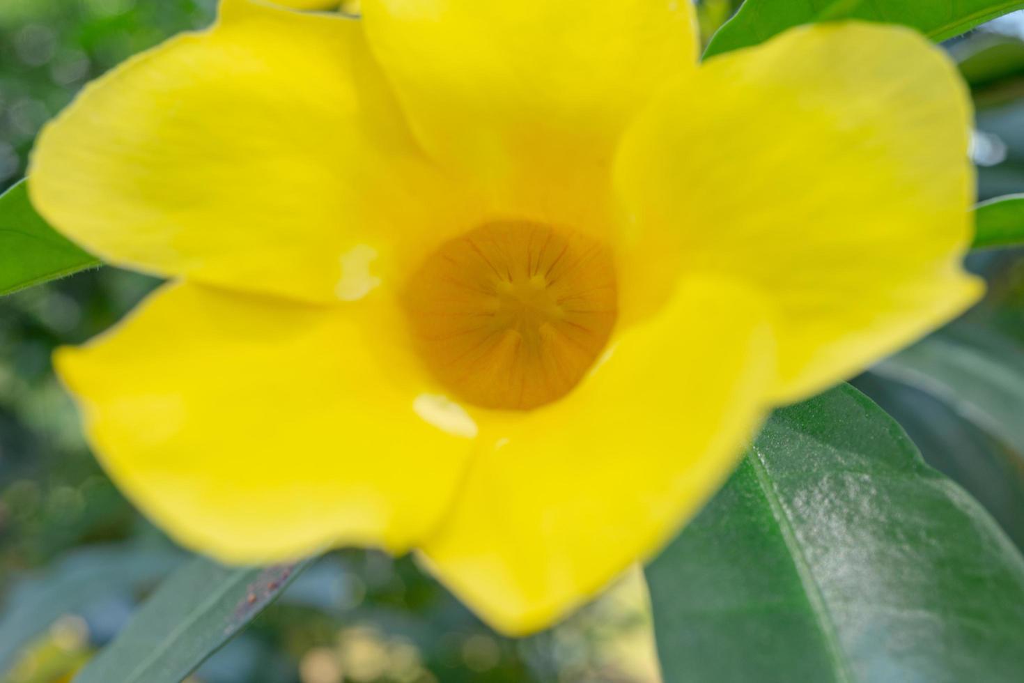 Yellow, white and pink flower on the garden when spring season. The photo is suitable to use for nature flower background, poster and advertising.