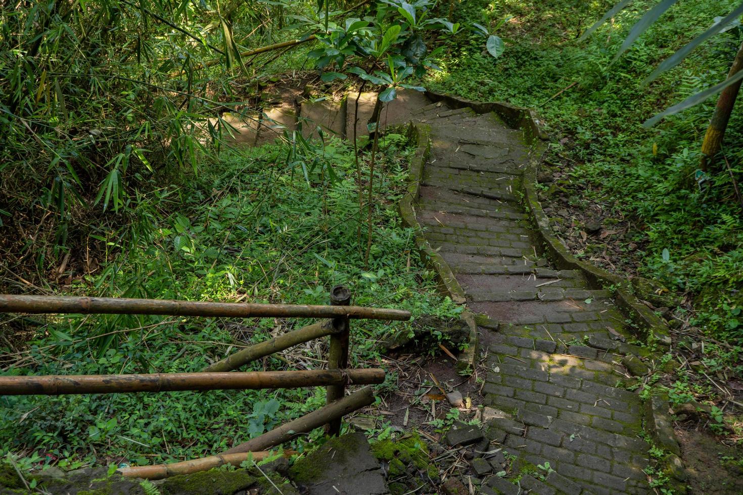 The way going to great cave on the tropical forest when spring season. The photo is suitable to use for adventure content media, nature poster and forest background.