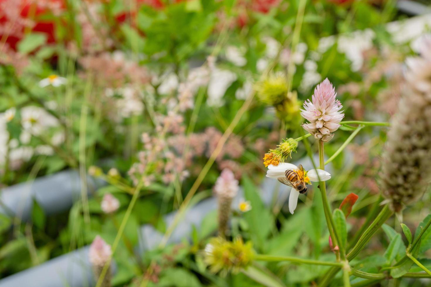 Honey bee take nectar on the meadow flower when day time. The photo is suitable to use for animal wild life background, spring poster and nature content media.