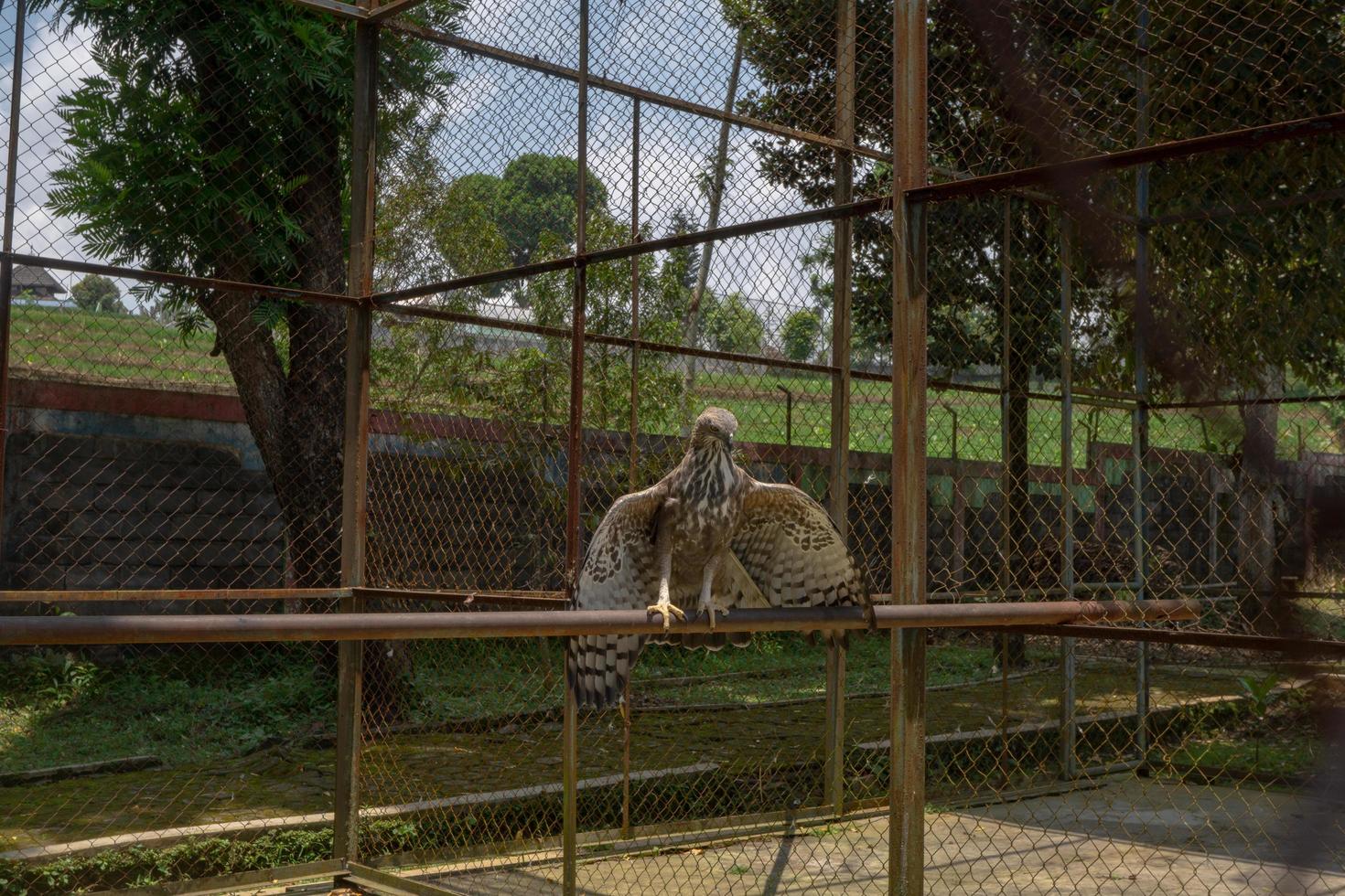 The Java Eagle on the mini zoo cage, Semarang Central Java. The photo is suitable to use for nature animal background, zoo poster and advertising.