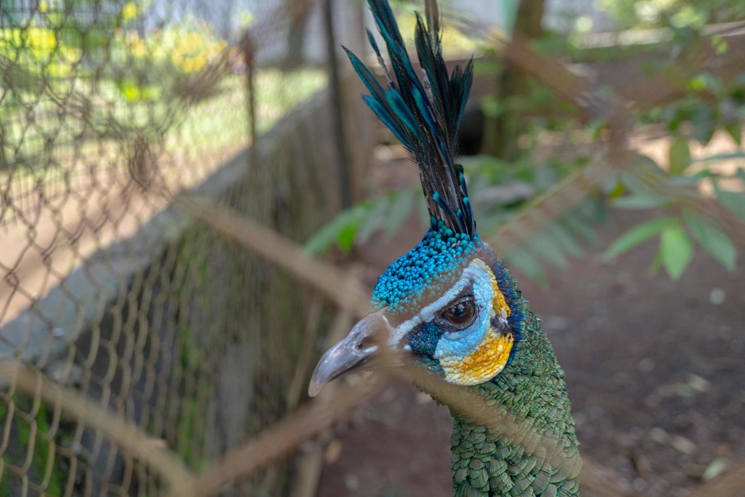 Close up peacock bird on the mini zoo Semarang Central Java. The photo is suitable to use for nature animal background, zoo poster and advertising.