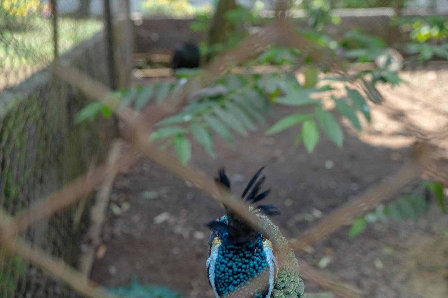 Close up peacock bird on the mini zoo Semarang Central Java. The photo is suitable to use for nature animal background, zoo poster and advertising.