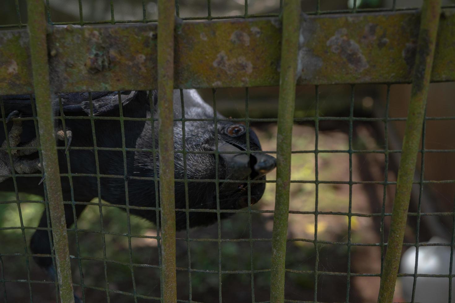 Crow perch in the wall cage on the mini zoo. The crow is looking for feeding. The photo is suitable to use for nature animal background, zoo poster and advertising.