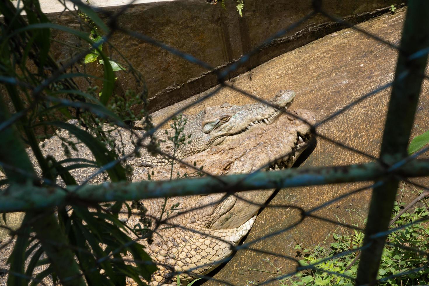 dos cocodrilo en el alcantarilla jaula en el mini zoo, ellos tomar Dom baño. el foto es adecuado a utilizar para naturaleza animal fondo, zoo póster y publicidad.