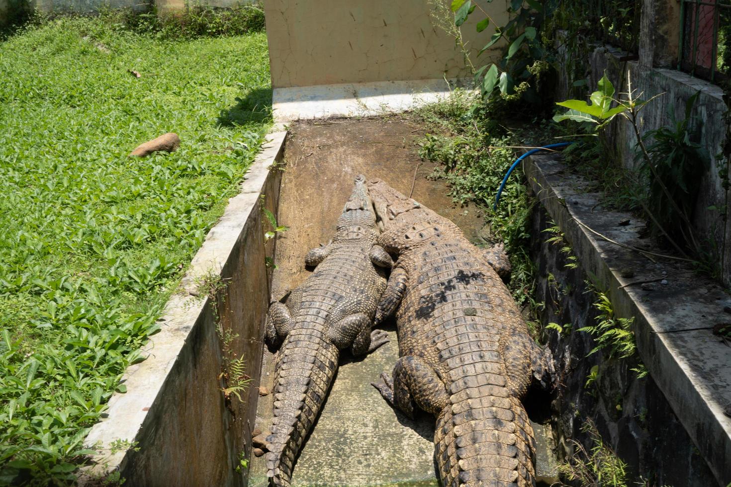 dos cocodrilo en el alcantarilla jaula en el mini zoo, ellos tomar Dom baño. el foto es adecuado a utilizar para naturaleza animal fondo, zoo póster y publicidad.