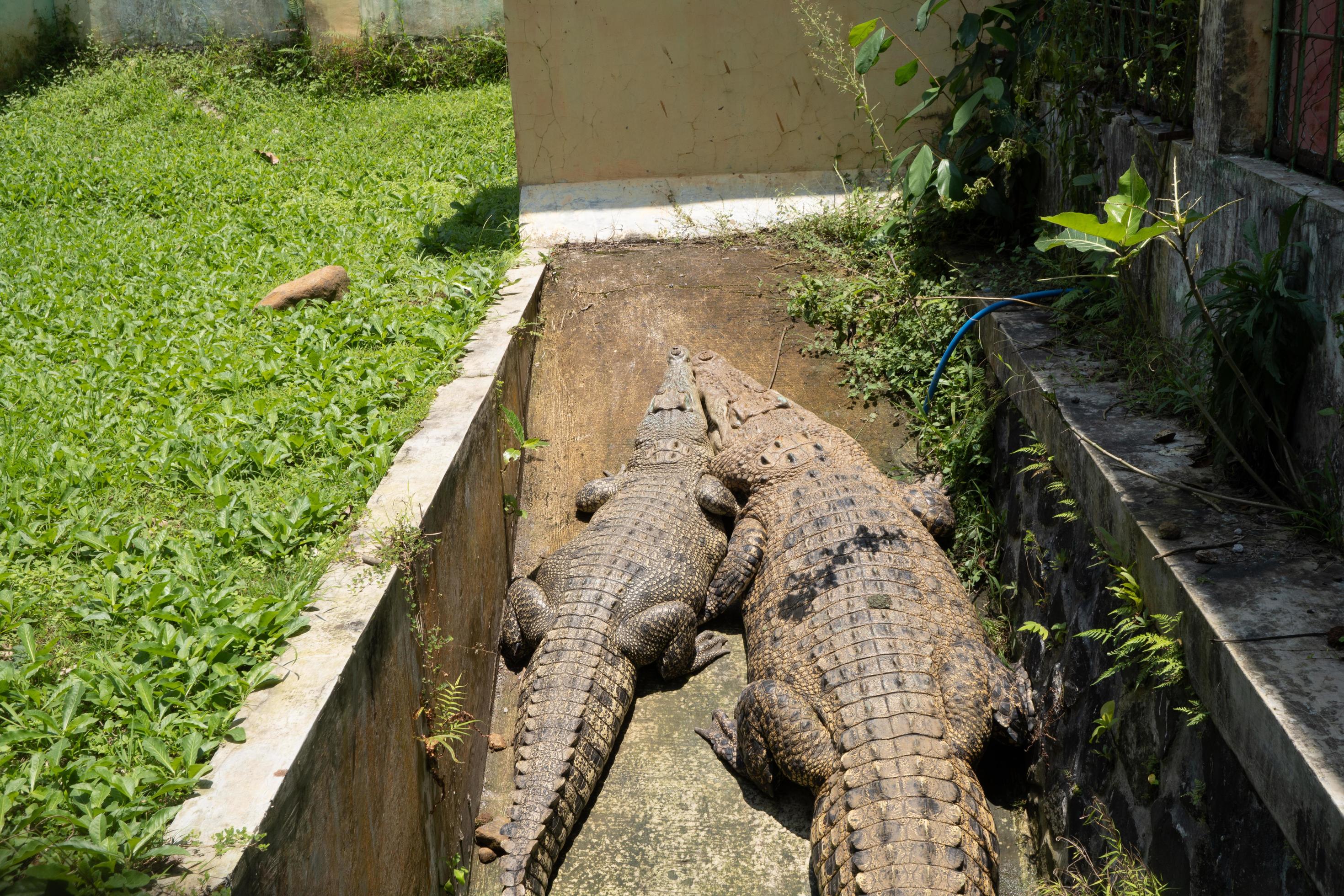 Two crocodile on the sewer cage in the mini zoo, they take sun bath