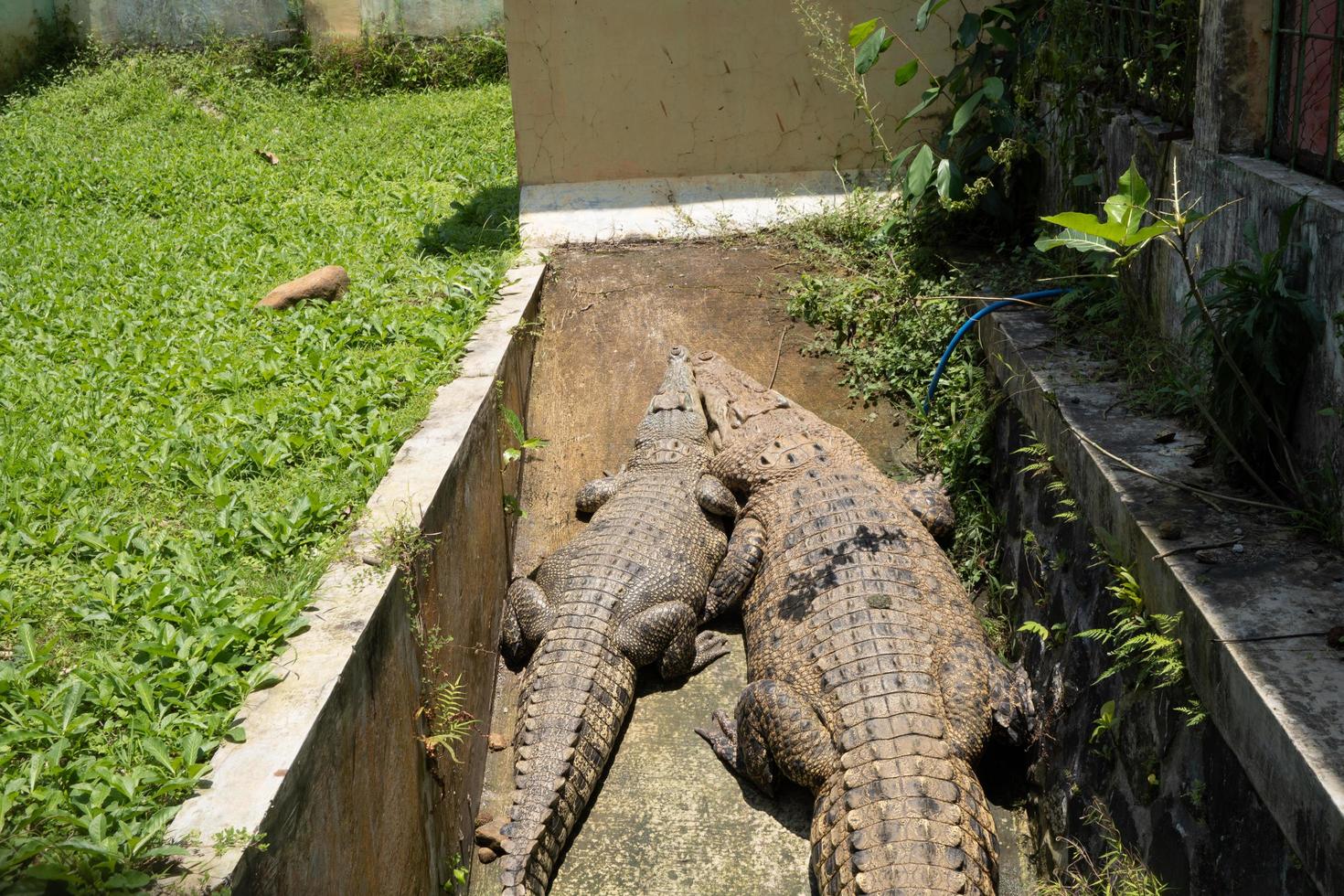 Two crocodile on the sewer cage in the mini zoo, they take sun bath. The photo is suitable to use for nature animal background, zoo poster and advertising.