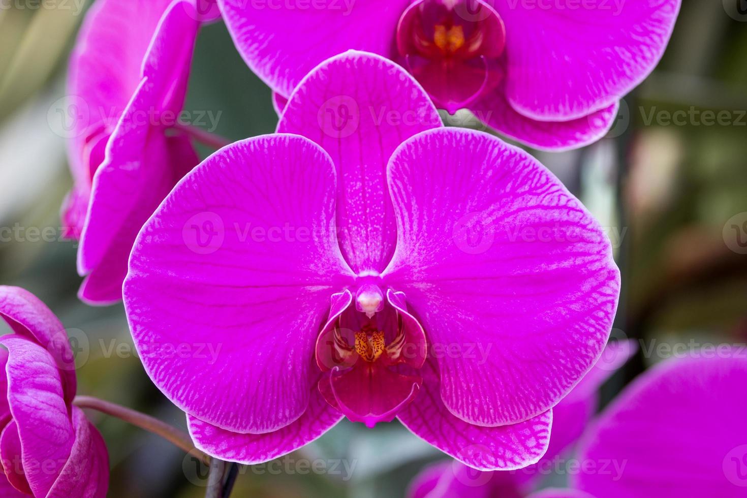 flor de orquídea phalaenopsis púrpura foto