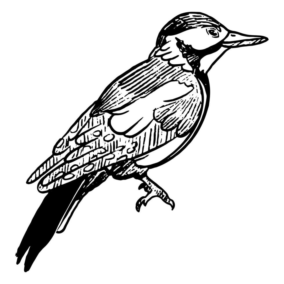 Hand-drawn Sparrow Bird. Vector art illustration 21784996 Vector Art at ...