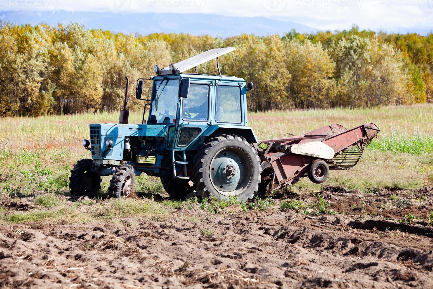 Harvesting potatoes in the fields of a farmer for food in Russia in the fall photo