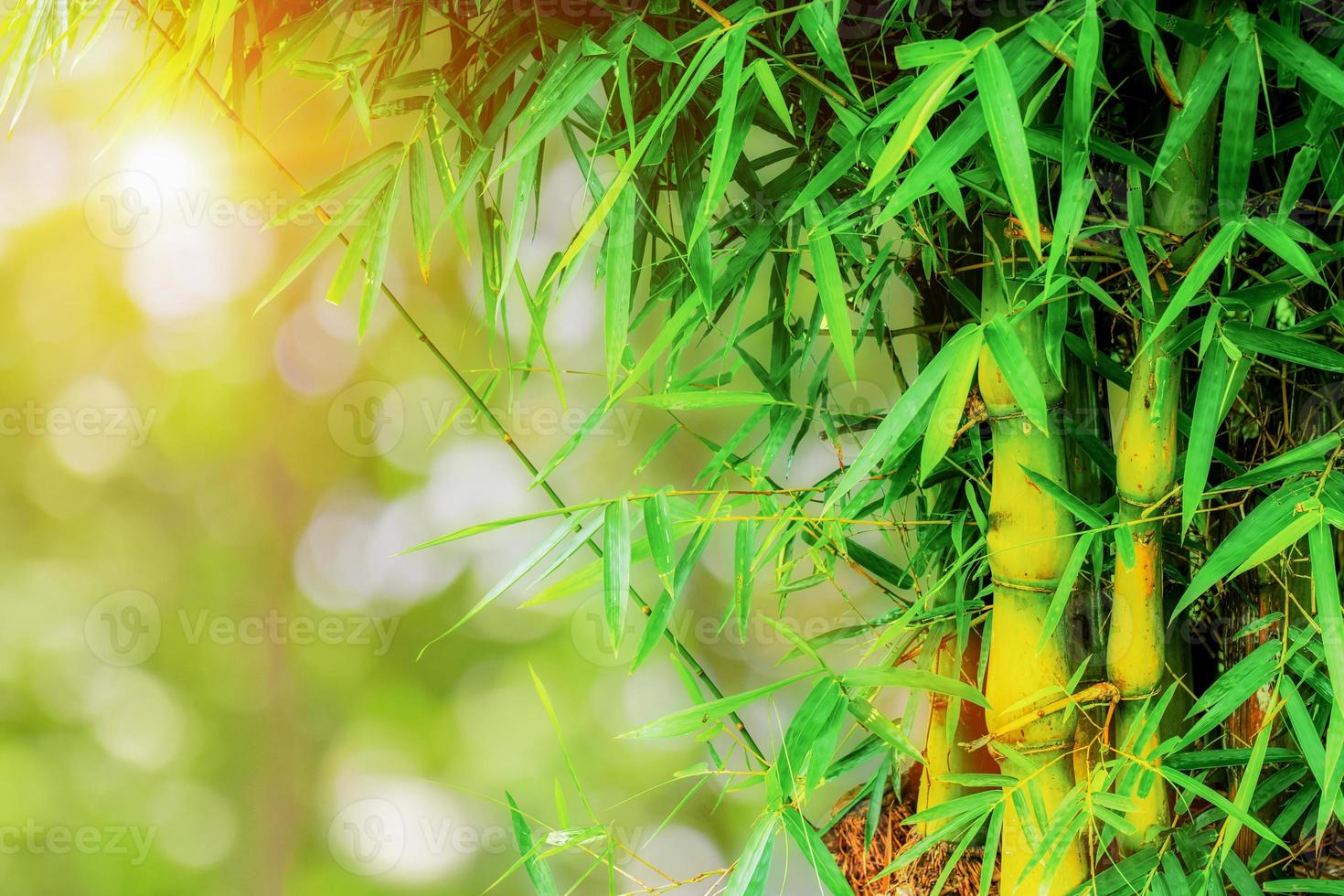 bambú bosque terminado verde natural bokeh antecedentes. bambú hojas con Mañana luz de sol. naturaleza antecedentes foto