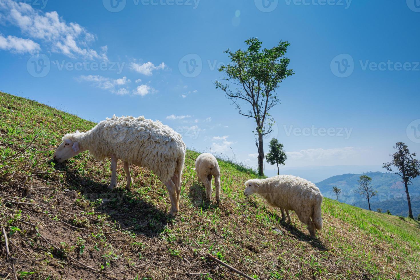 oveja pasto en montaña prado campo con azul cielo. campo paisaje ver antecedentes. foto