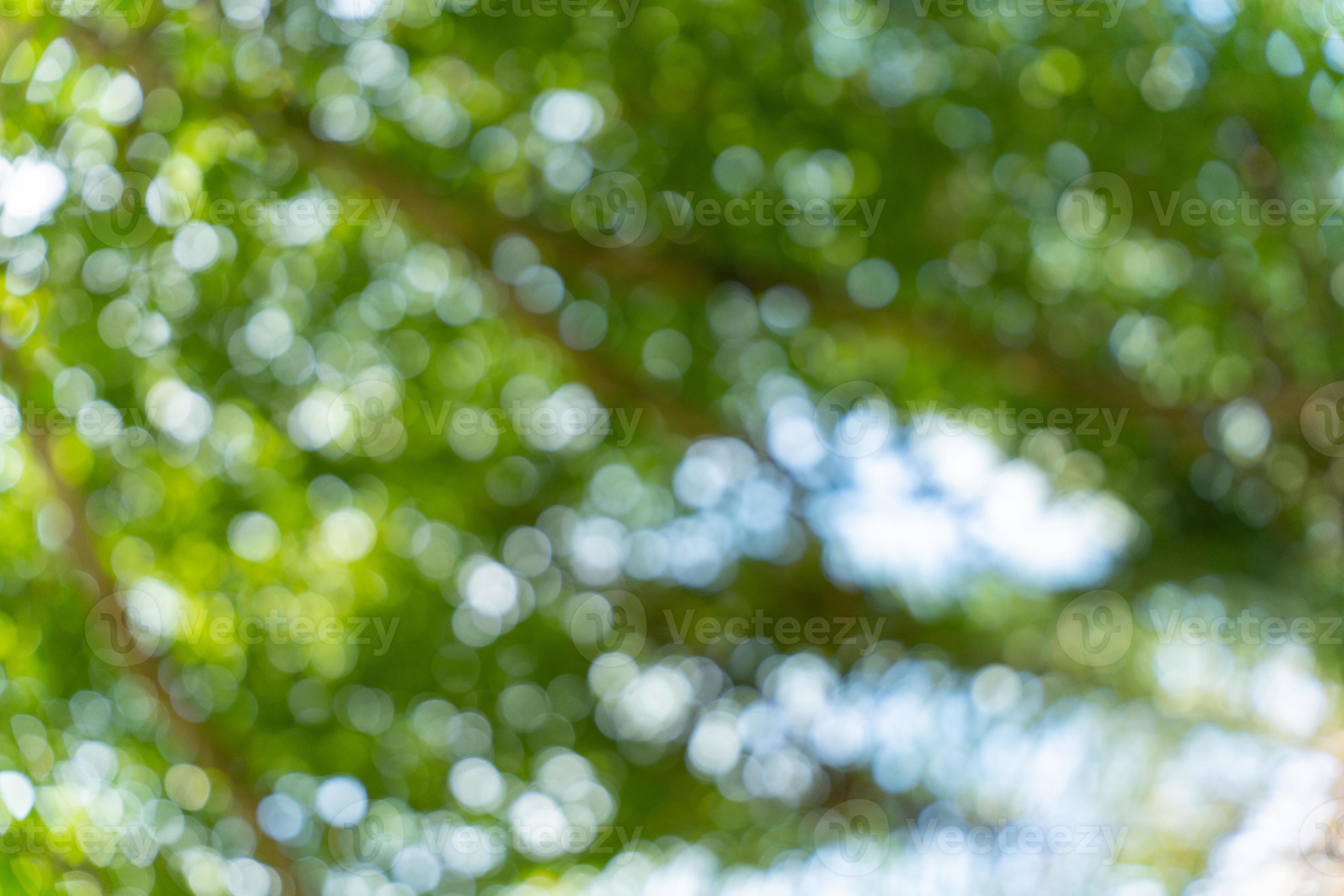 Abstract green nature bokeh background. Soft background blur of natural  foliage. 21786664 Stock Photo at Vecteezy