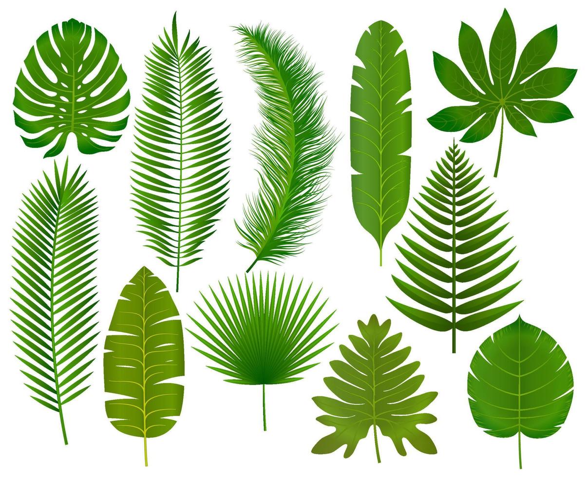 Tropical leaves collection vector illustration