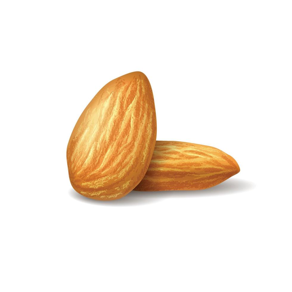 Realistic illustration almonds on white transparent background. Nuts on isolated background. Photorealistic 3D illustration for packaging design, labels, postcards, print design. vector