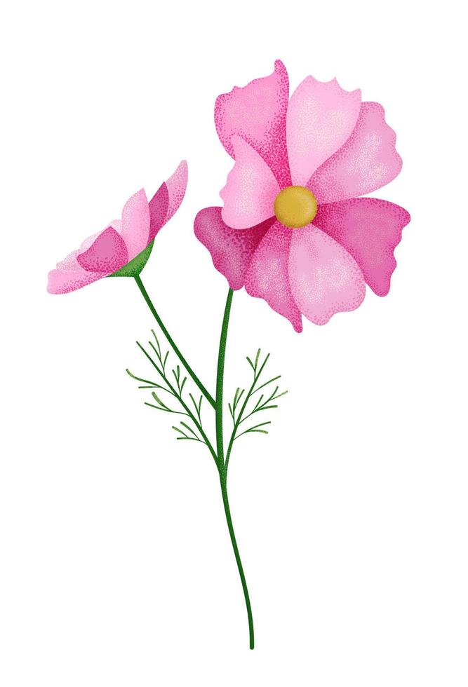 realista texturizado rosado cosmos flor. punteado textura. vector