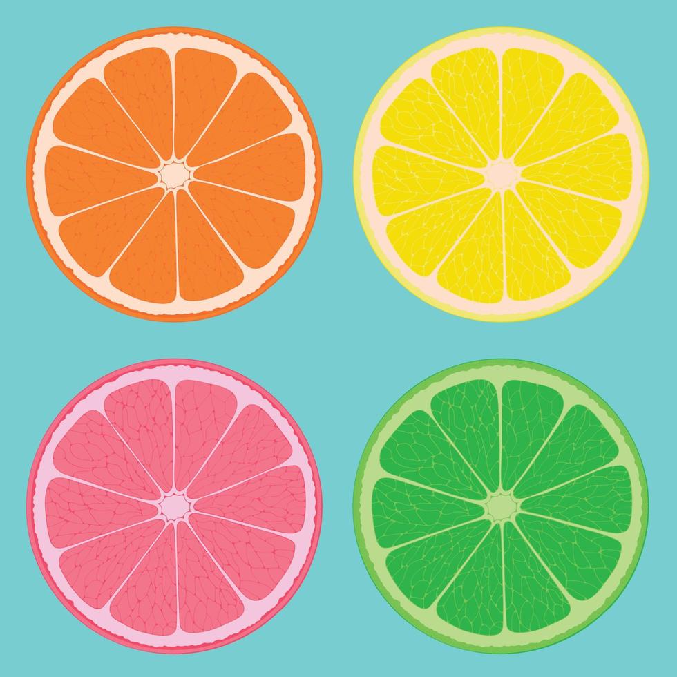 Orange, lemon, grapefruit and lime. Cut fruit. Four slices of citrus. vector