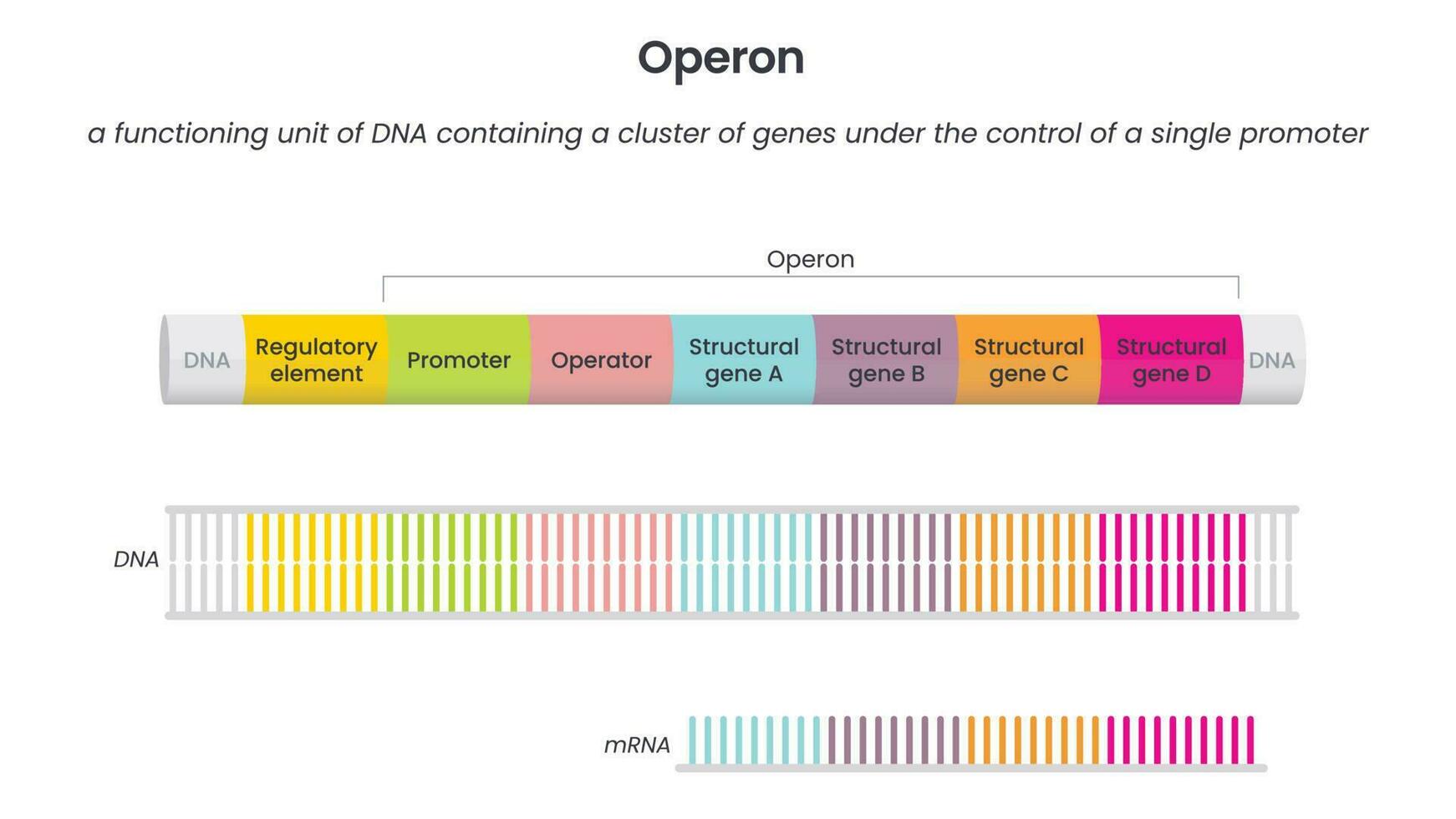 Operon genome science educational vector illustration