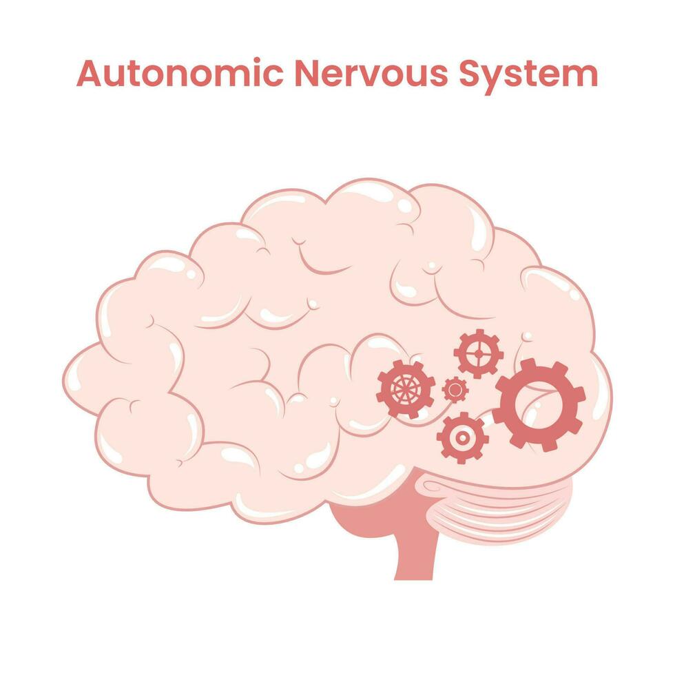 autonómico nervioso sistema dibujos animados cerebro con engranajes trabajando en el cerebro vástago vector