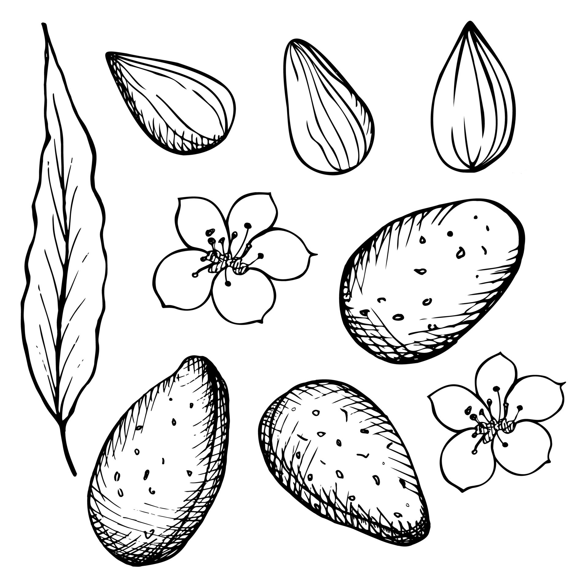 Almond Plant Drawing