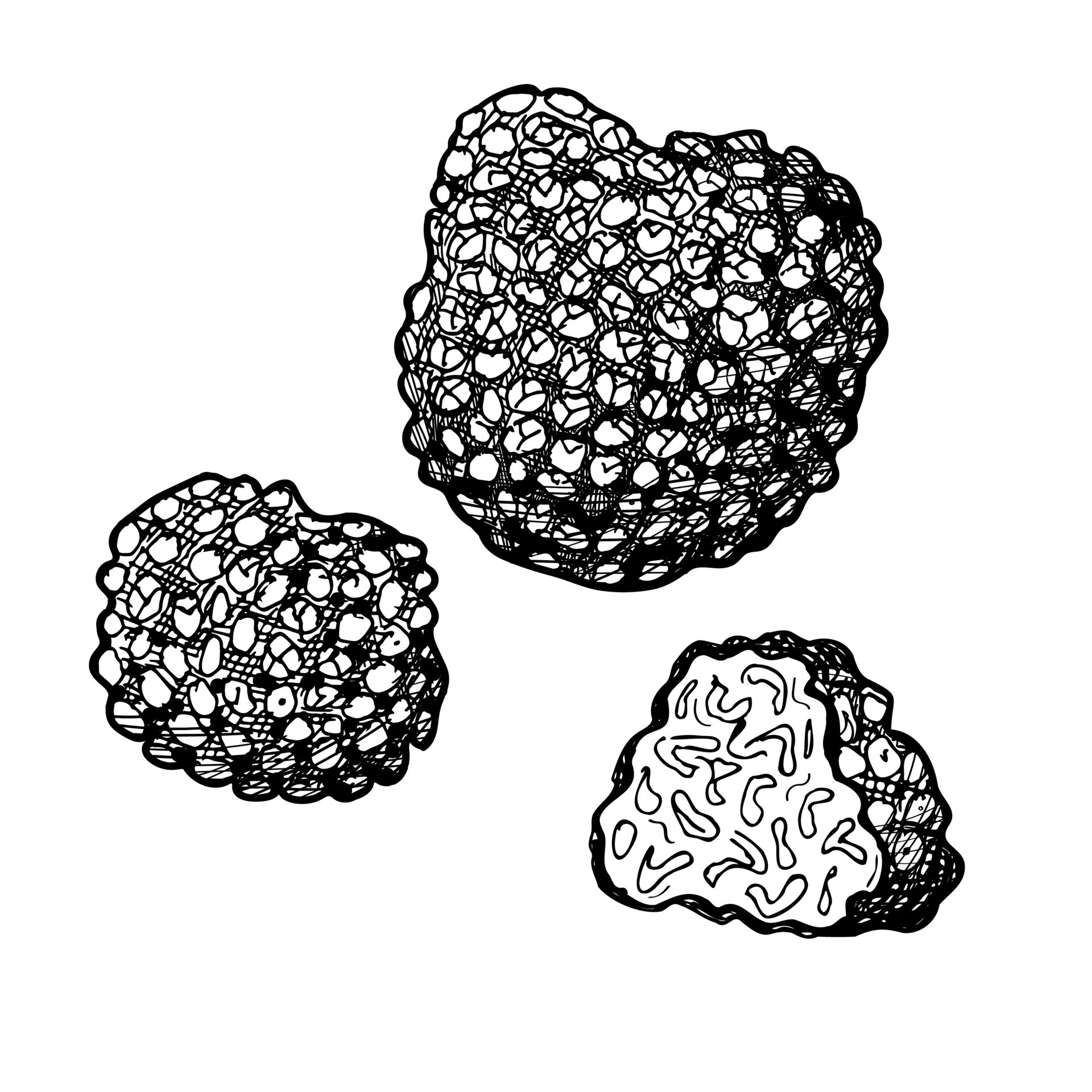 Truffle. Drawing of a black or white truffle mushroom. Hand drawn