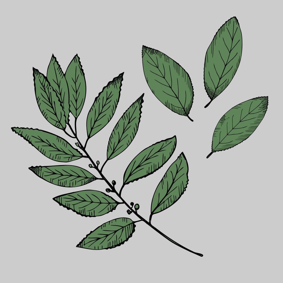 conjunto con bahía hoja. mano dibujar un rama de un laurel árbol y hojas . ilustración símbolo de victoria y fragante especia para cocinando. diseño elemento .vector vector