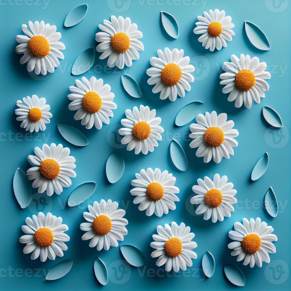 Flat lay spring blooming and summer chamomile flowers on blue background pattern - image photo