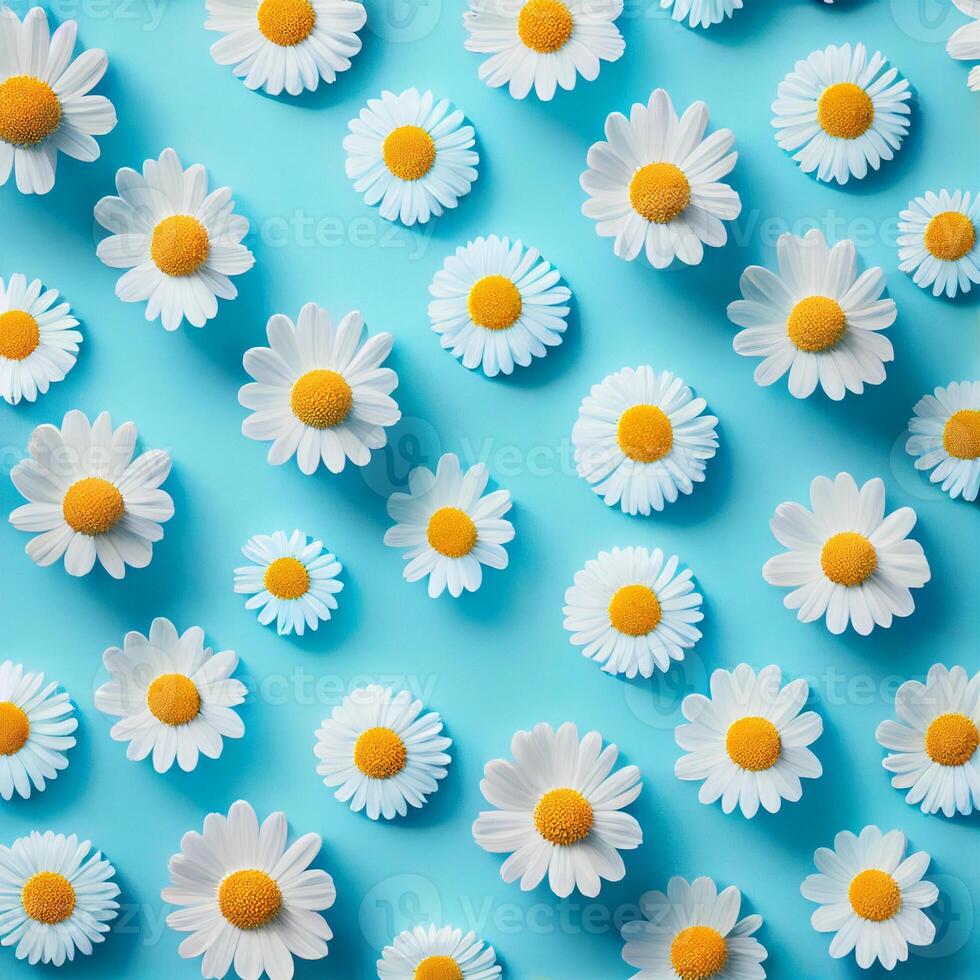 Flat lay spring blooming and summer chamomile flowers on blue background pattern - image photo