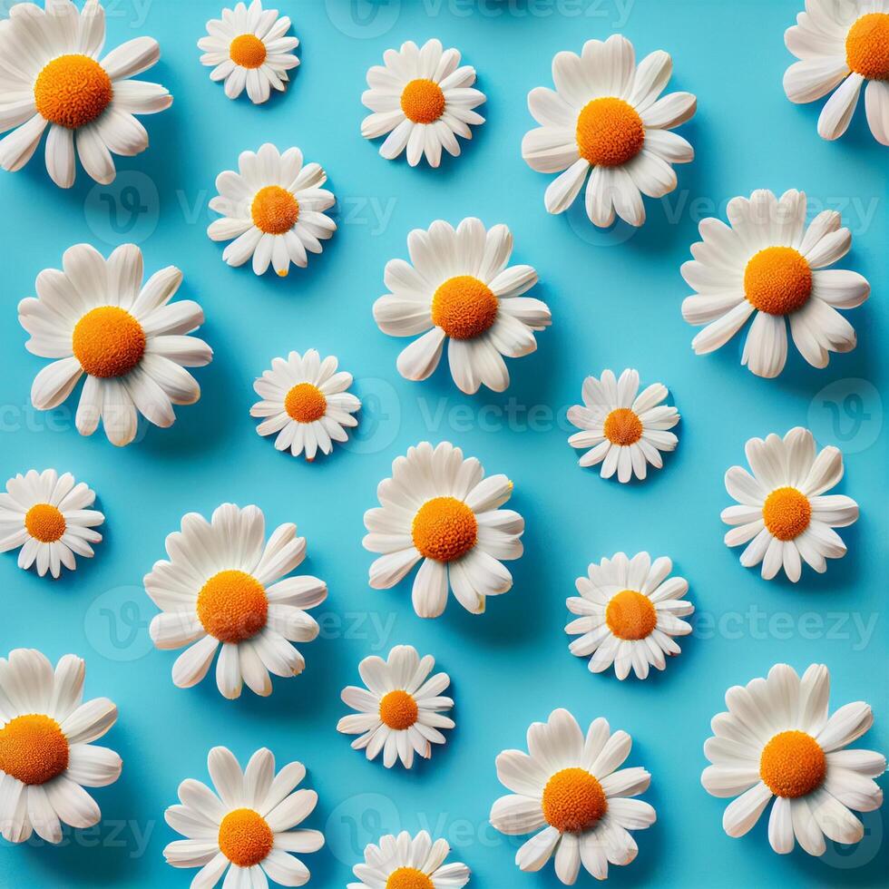 Flat lay spring blooming and summer chamomile flowers on blue background pattern - image photo