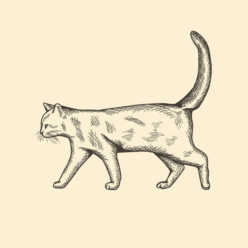 vintage cat hand drawing vector illustration