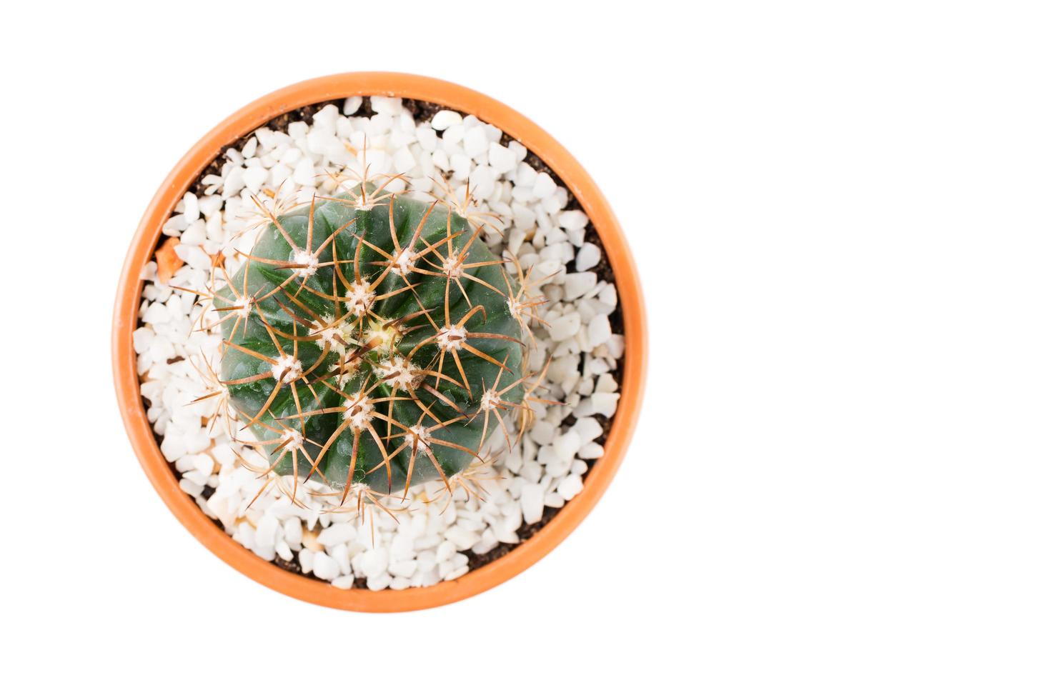 small cactus in pot isolated,top view photo