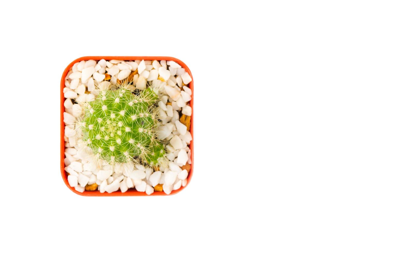 small cactus in pot isolated and top view photo