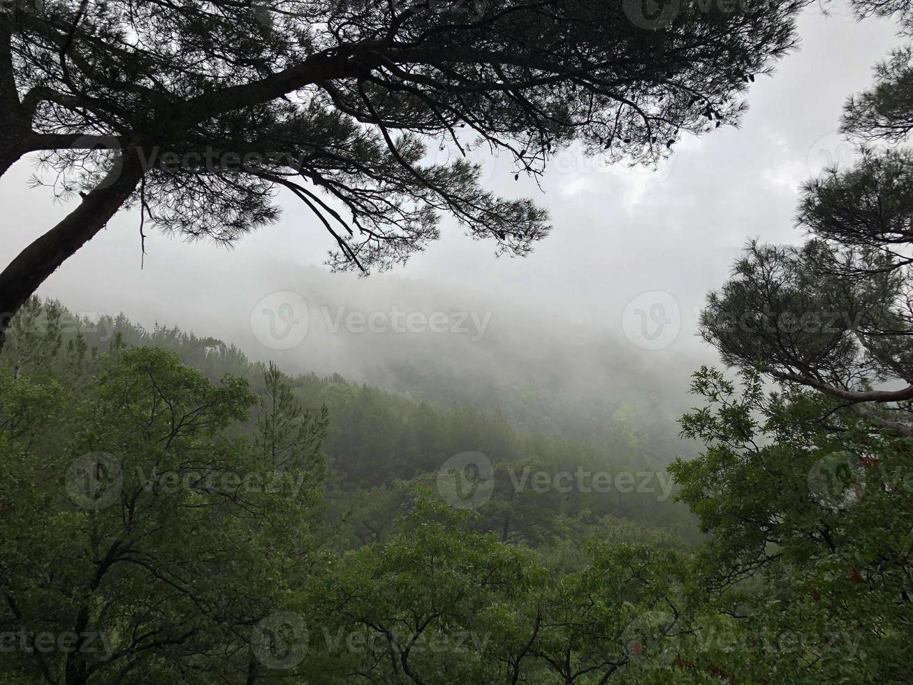 Beautiful view of the foggy forest with pine trees in the foreground. photo