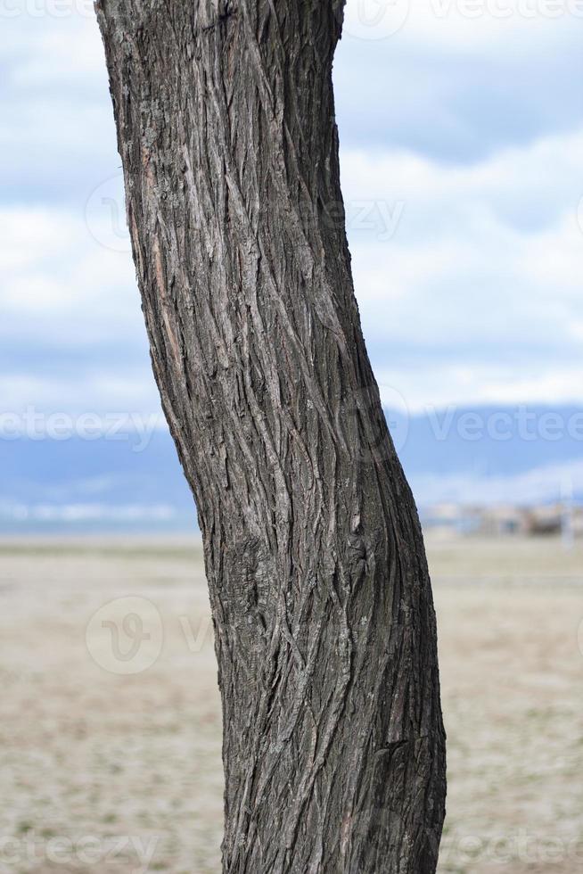 Tree in the background, Tree pattern, Closeup view of a wood pattern on the tree . photo
