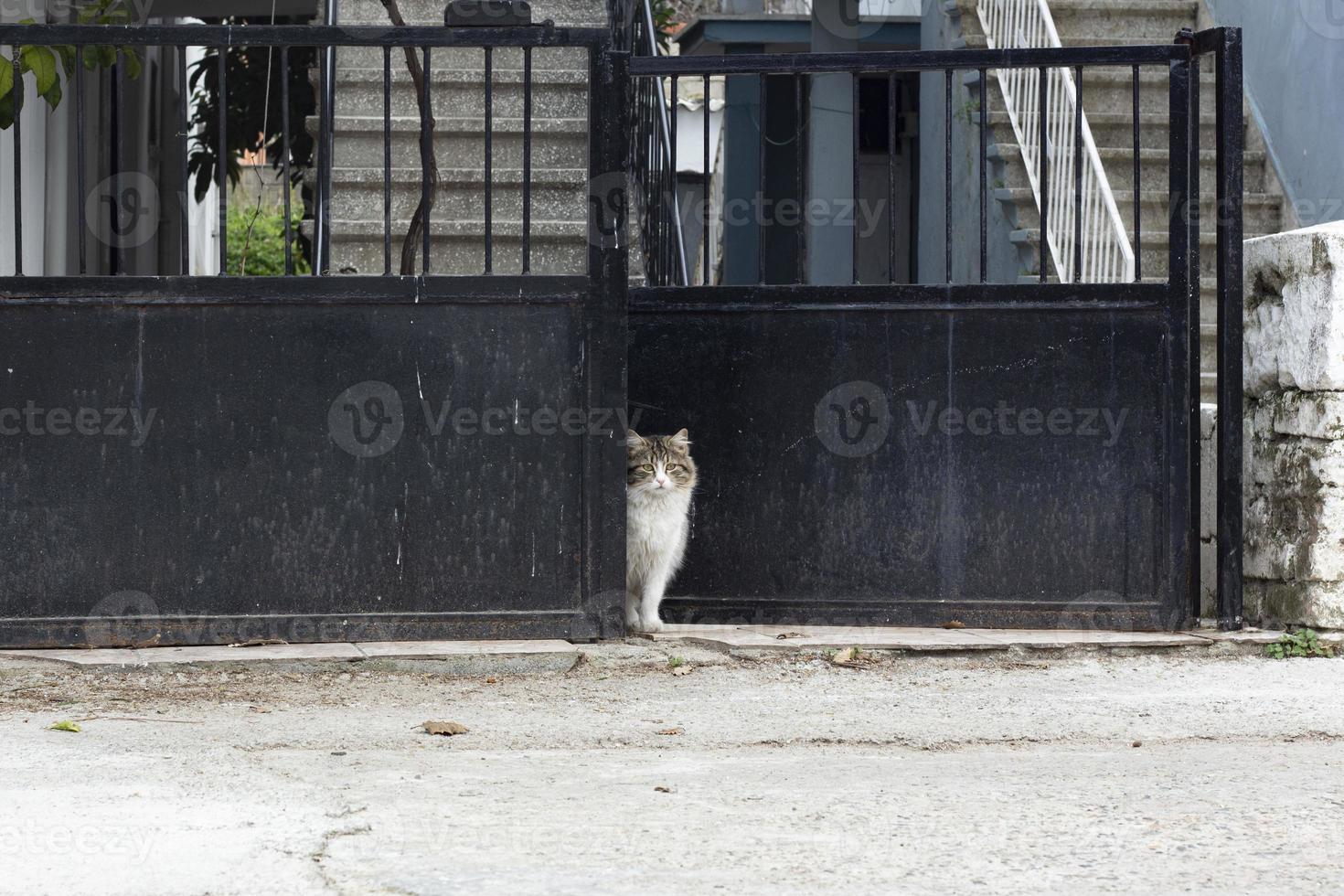 A white cat sits in front of a black fence in the city. photo