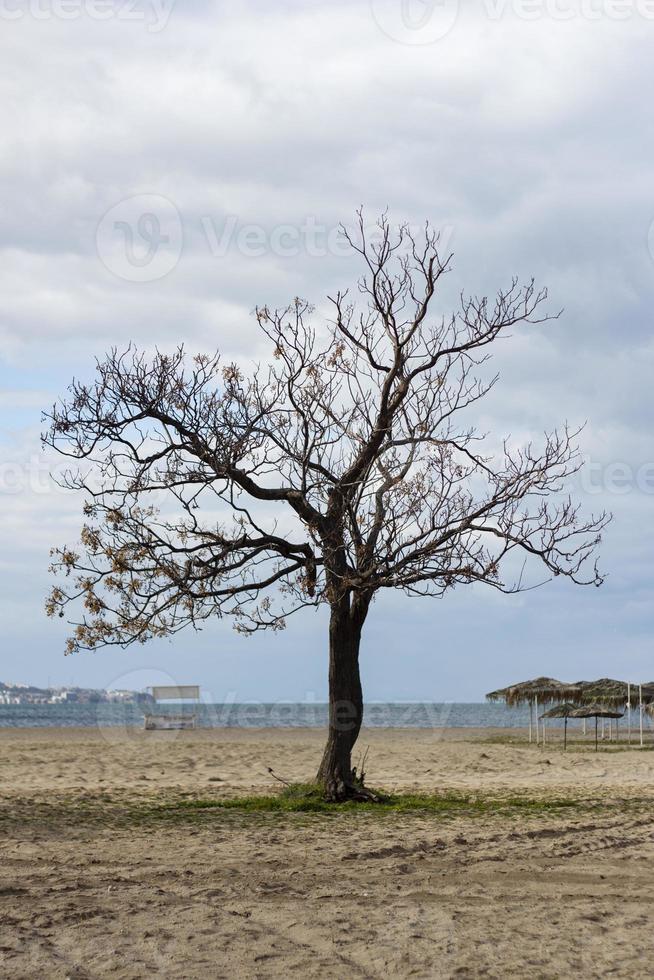 Single tree on the beach with a cloudy sky in the background, Sardinia. A lonely tree on the beach with a cloudy sky in the background photo