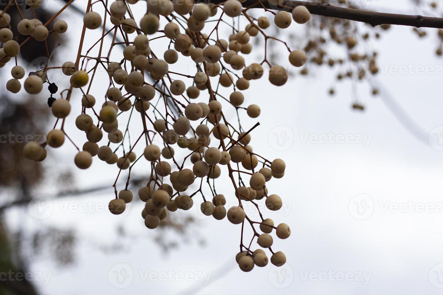 Close-up of a small bunch of white berries on a branch. photo