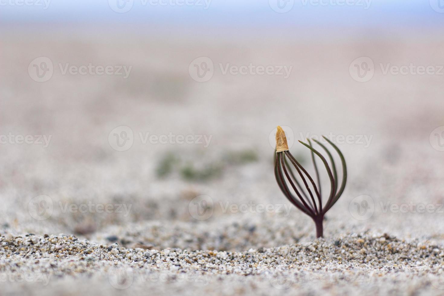 A small seedling grows on the sand against the background of the sea. photo