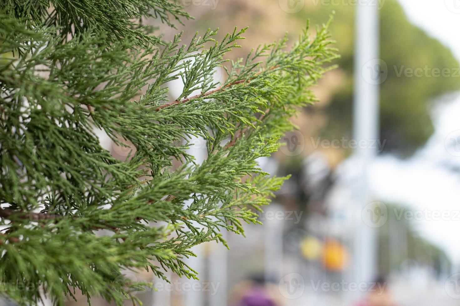 Pine tree branches, Close-up of an evergreen thuja tree branch with blurred background. photo