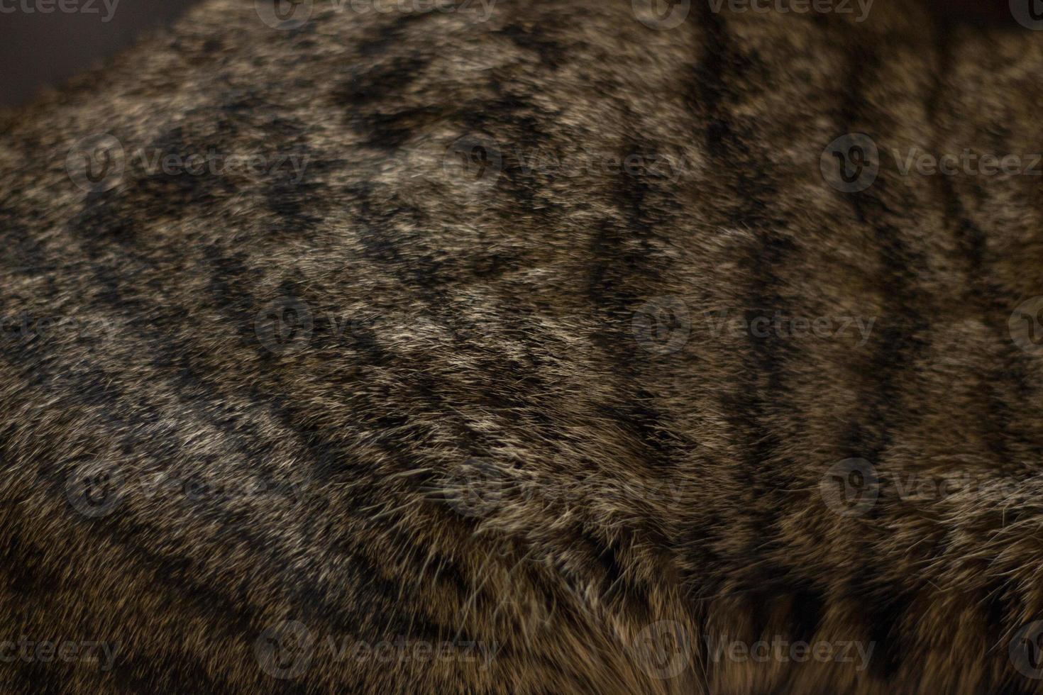 Close-up of a cat's fur. Shallow depth of field. tabby cat lying on the sofa close up photo