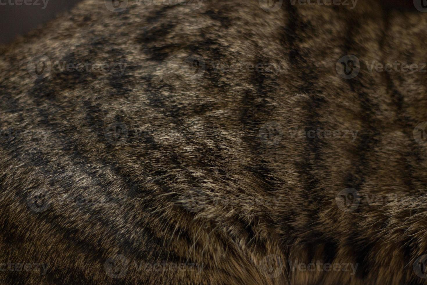 Close-up of a cat's fur. Shallow depth of field. tabby cat lying on the sofa close up photo